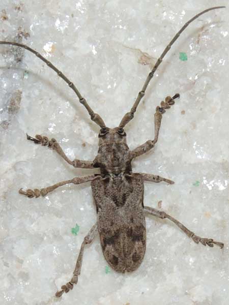 a longhorn beetle, cerabycidae, from Kerio Valley, Kenya, October 2010. Photo © by Michael Plagens