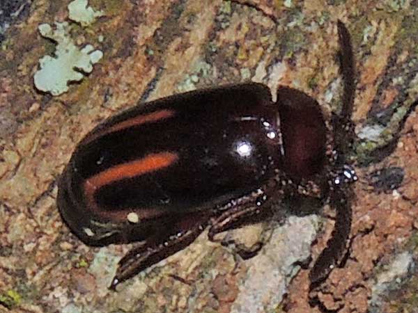 Cerapterus, a ground beetle, Carabidae, from Kenya, photo © by Michael Plagens. ID by mgeiser.