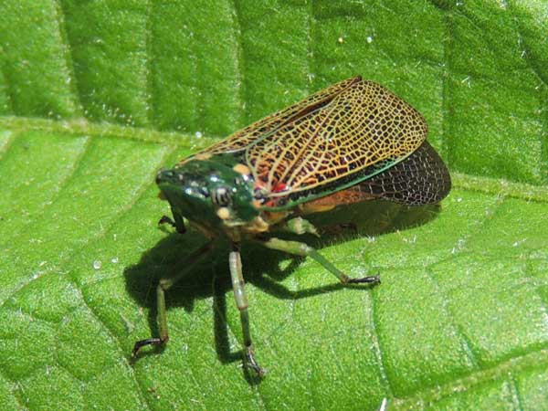 probably a spittlebug, cercopidae, from Nairobi, Kenya. Photo © by Michael Plagens