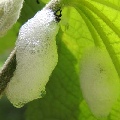 spittlebug nymph, cercopidae, from Nairobi, Kenya. Photo © by Michael Plagens