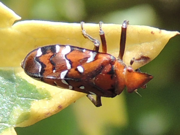 probably a spittlebug, cercopidae, from Kitale, Kenya. Photo © by Michael Plagens