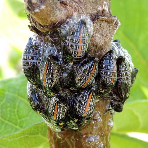 probably a spittlebug, cercopidae, from Kitale, Kenya. Photo © by Michael Plagens