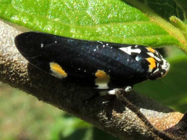 adult spittlebug, cercopidae, from Eldoret, Kenya. Photo © by Michael Plagens