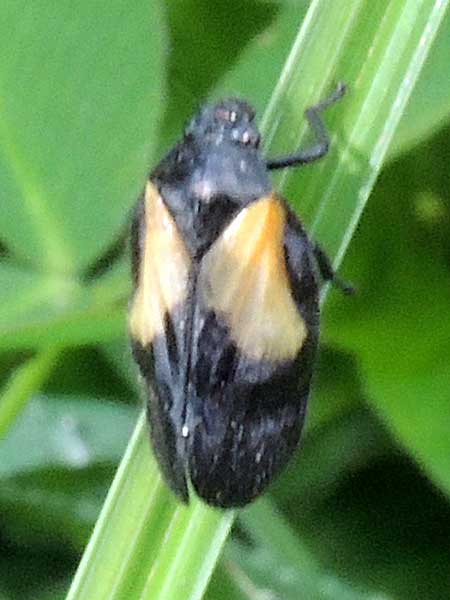 a black and orange spittle bug, Cercopidae, from Eldoret, Kenya. Photo © by Michael Plagens