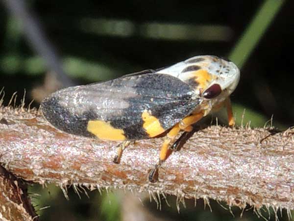 a black and orange spittle bug, Cercopidae, on Aeschynomene, from Eldoret, Kenya. Photo © by Michael Plagens