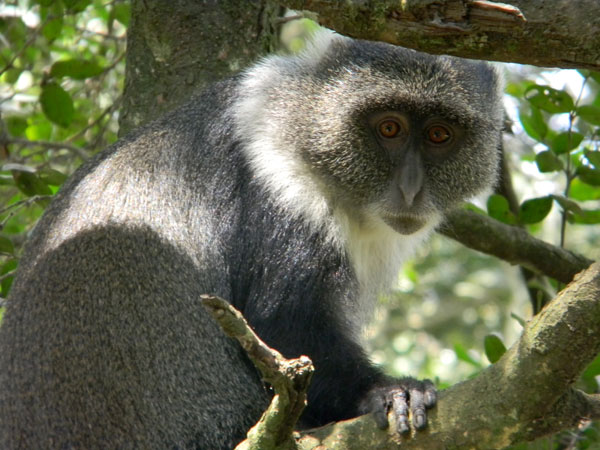 Sike's Monkey, Cercopithecus albogularis, photo © by Michael Plagens