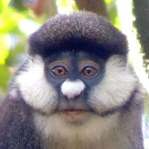 Blue-tailed Monkey, Cercopithecus ascanius, photo © by Michael Plagens