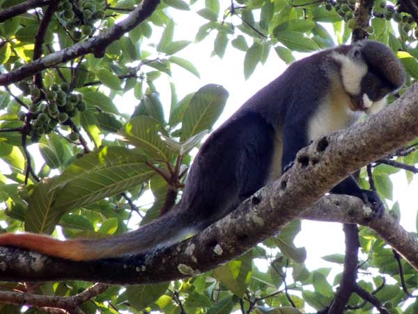 Blue-tailed Monkey, Cercopithecus ascanius, photo © by Michael Plagens