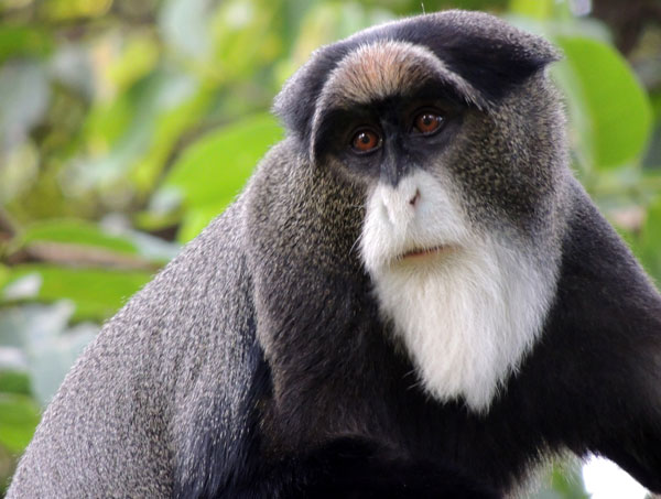 DeBrazza's Monkey, Cercopithecus neglectus, photo © by Michael Plagens