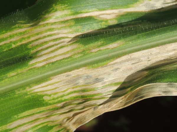 a leaf fungus of maize, Cercospora, Kenya. Photo © by Michael Plagens