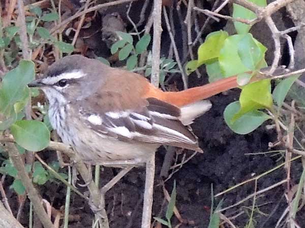 White-browed Scrub Robin, Cercotrichas leucophrys, male, photo © by Michael Plagens