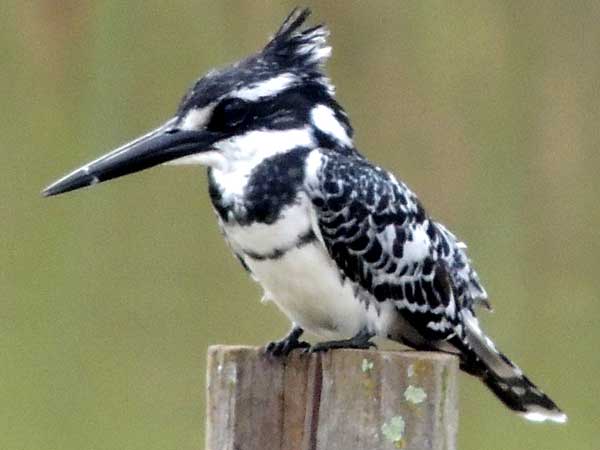 Pied Kingfisher, Ceryle rudis, photo © by Michael Plagens
