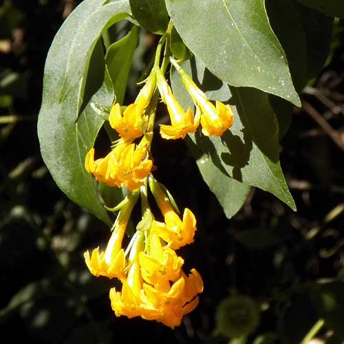 Cestrum aurantiacum from near Kitale, Rift Valley, Kenya, photo © by Michael Plagens