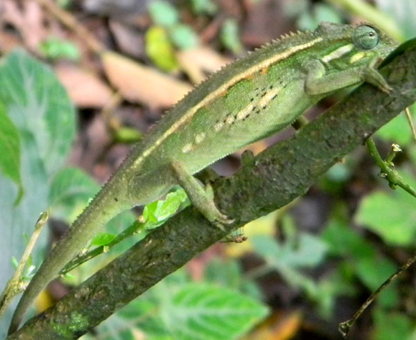 unknown Chamaeleo/Trioceros species from Kakamega Forest, photo © by Michael Plagens