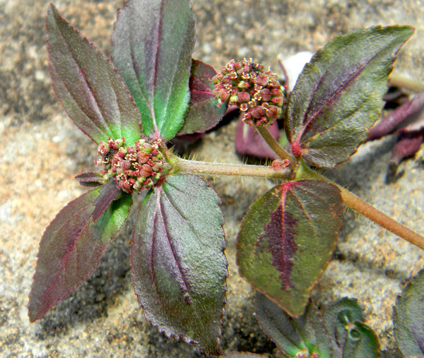 Euphorbia hirta photo © by Michael Plagens