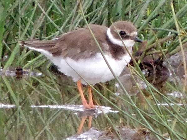 Common Ringed Plover, Charadrius hiaticula, photo © by Michael Plagens.