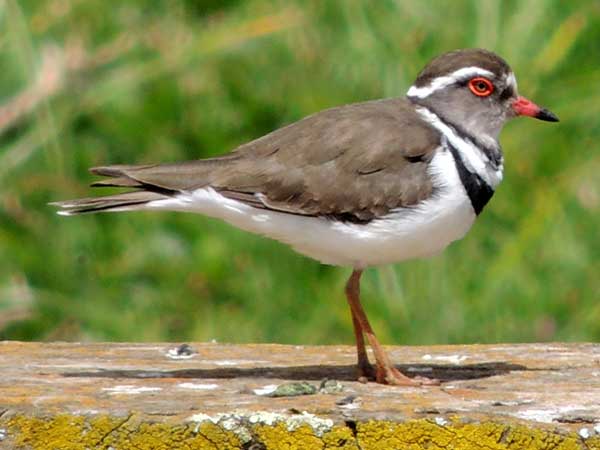 Three-banded Plover, Charadrius tricollaris, photo © by Michael Plagens.