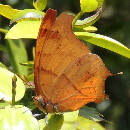 Club-tailed Charaxes, C. zoolina, Nairobi, Kenya. Photo © by Michael Plagens