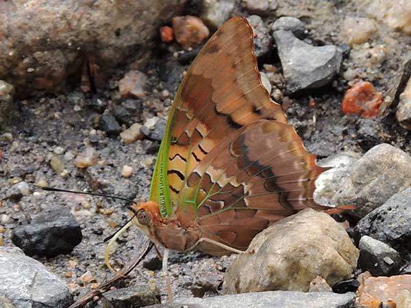 Green-veined Charaxes, C. candiope, from Kenya. Photo © by Michael Plagens