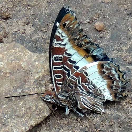 Giant Charaxes, Charaxes castor, South Nandi Forest, Kenya. Photo © by Michael Plagens
