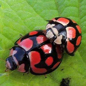 a brightly colored pair of Chielomenes lunata from Kiserien, Kenya. Photo © by Michael Plagens