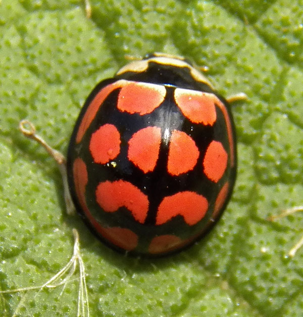 a brightly colored lady beetle from Nairobi, Kenya. Photo © by Michael Plagens