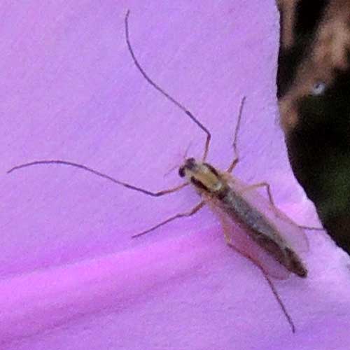 a non-biting midge fly, Chironomidae, observed at Eldoret, Kenya. Photo © by Michael Plagens