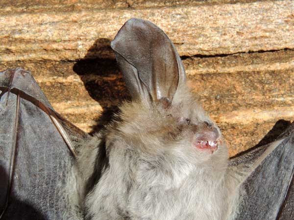 an evening or common bat, photo © by Michael Plagens