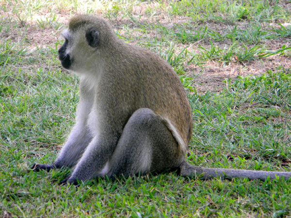 Vervet Monkey, Chlorocebus pygerythrus, photo © by Michael Plagens