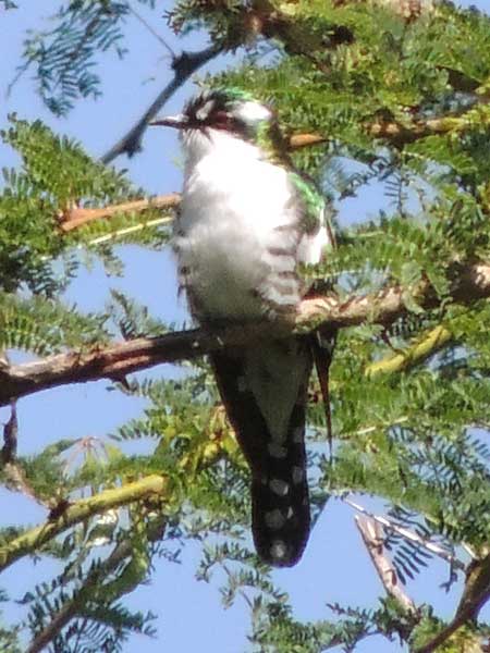 Diedereck's Cuckoo, Chrysococcyx caprius, photo © by Michael Plagens.