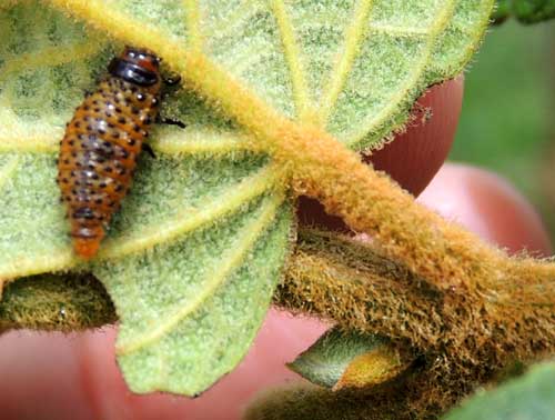 Larva of red Chrysomelidae on Clerodendron west of Eldoret, Kenya. Photo © by Michael Plagens