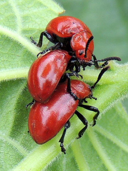 Adults and Larva of red Chrysomelidae on Clerodendron west of Eldoret, Kenya. Photo © by Michael Plagens