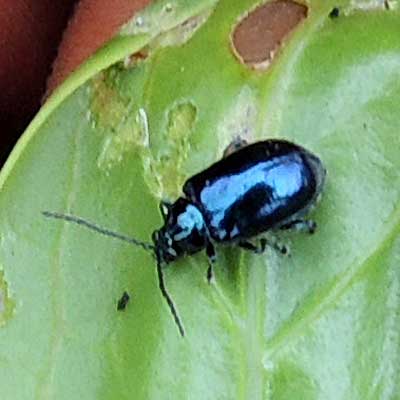 Rumex usambarensis and Chrysomelidae from Iten, Kenya. Photo © by Michael Plagens