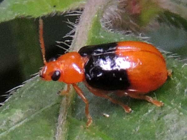 a Chrysomelidae in s.f. Galerucinae, from Kapenguria, Kenya, photo © by Michael Plagens