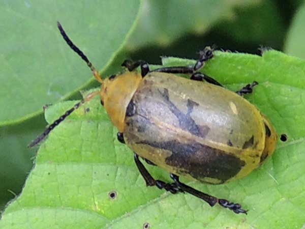 a Chrysomelidae in s.f. Galerucinae, from Kapenguria, Kenya, photo © by Michael Plagens