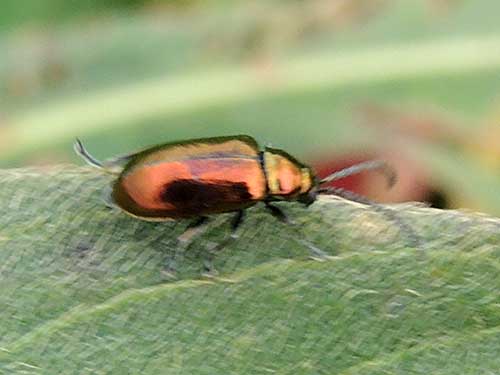 Chrysomelidae on knotweed, Kenya, photo © by Michael Plagens