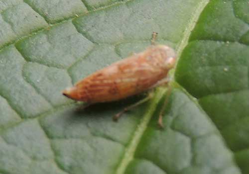 a leafhopper, possibly a grape family specialist, Cicadelidae, from Nairobi, Kenya. Photo © by Michael Plagens