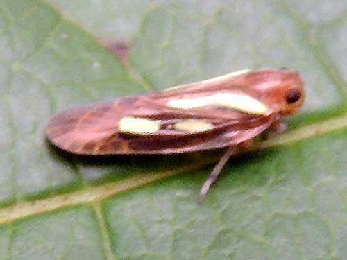 a leafhopper, Cicadelidae, from Kitale, Kenya. Photo © by Michael Plagens