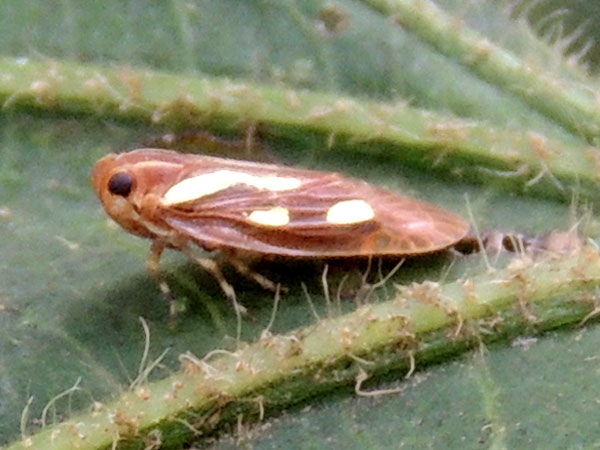 a leafhopper, Cicadelidae, from South Nandi Forest, Kenya. Photo © by Michael Plagens