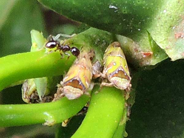 a leafhopper, Cicadelidae, from Moshi, Tanzania. Photo © by Michael Plagens