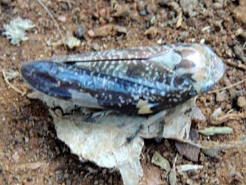 a blue leafhopper, Cicadelidae, from Eldoret, Kenya. Photo © by Michael Plagens