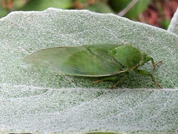 a green cicada, Cicadidae, from Tugen Hills, Kenya. Photo © by Michael Plagens