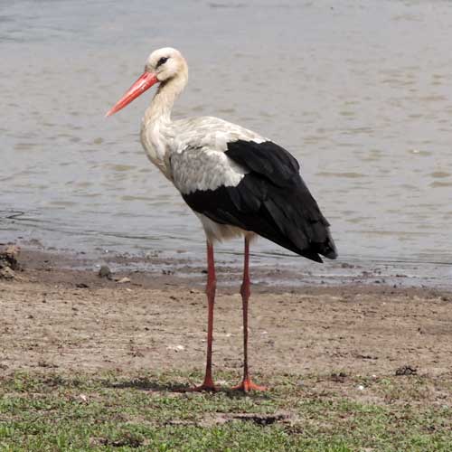 White Stork, Ciconia ciconia, photo © by Michael Plagens