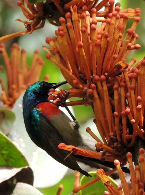 Double-collared Sunbird, Cinnyris mediocris, photo © by Michael Plagens.