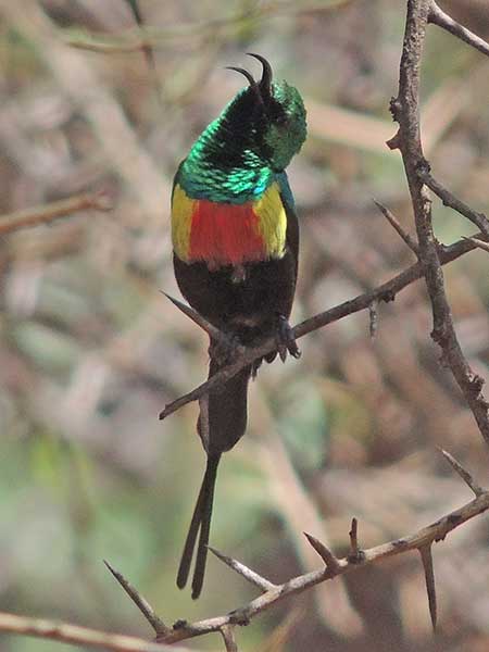 Beautiful Sunbird, Cinnyris pulchella, photo © by Michael Plagens.