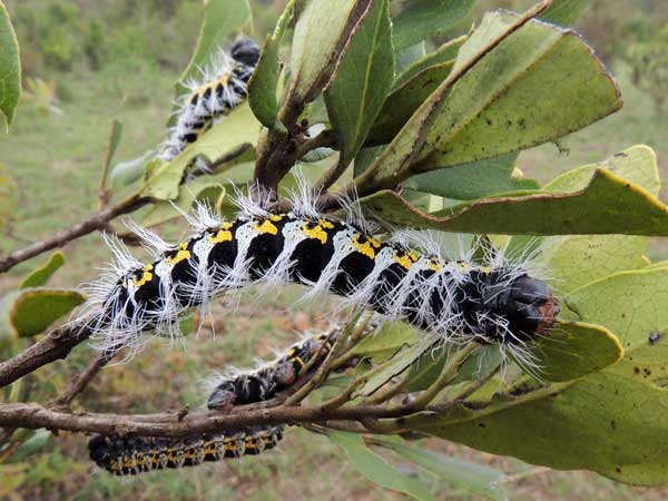 larva or caterpillar of a Saturnidae, Cirina forda, Kenya. Photo © by Michael Plagens