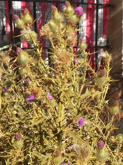 habit of Spear Thistle, Cirsium vulgare, Eldoret, Kenya, photo © by Michael Plagens