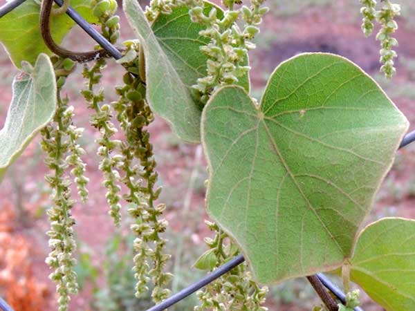 Abuta, Cissampelos pareira, photo © by Michael Plagens