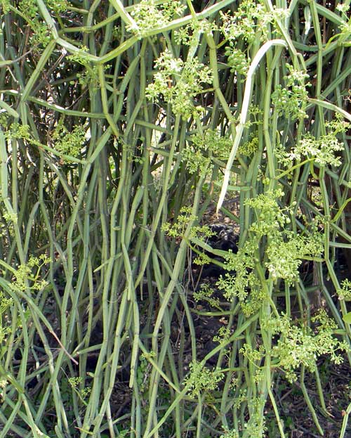 Climbing member of grape family, Cissus ca. quadragularis, photo © by Michael Plagens