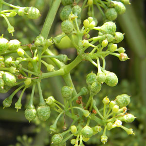 Cissus sp. prob. quadrangularis from near Lake Bogoria © by Michael Plagens